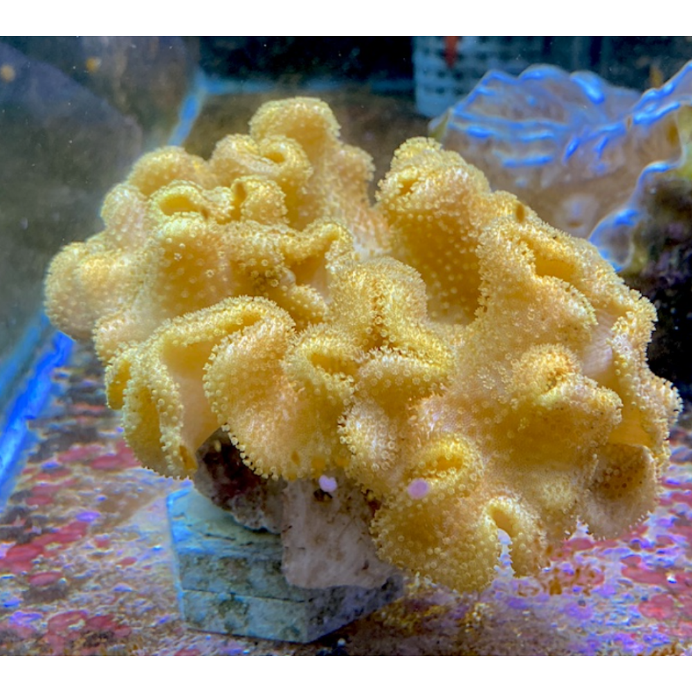 YELLOW FIJI LEATHER CORAL